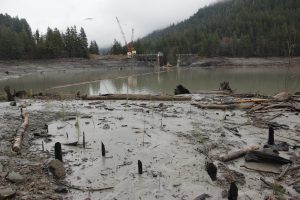 The Lower Elwha Klallam Tribe is helping plant life come back to areas near the former site of the Elwha River Dam. (Mike McHenry) Elwha River Dam