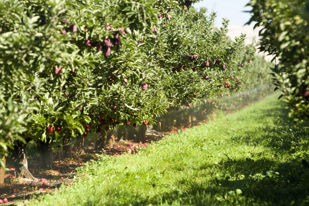 Agricultural area of Eastern Washington near Columbia Valley. Apple orchards and corn fields