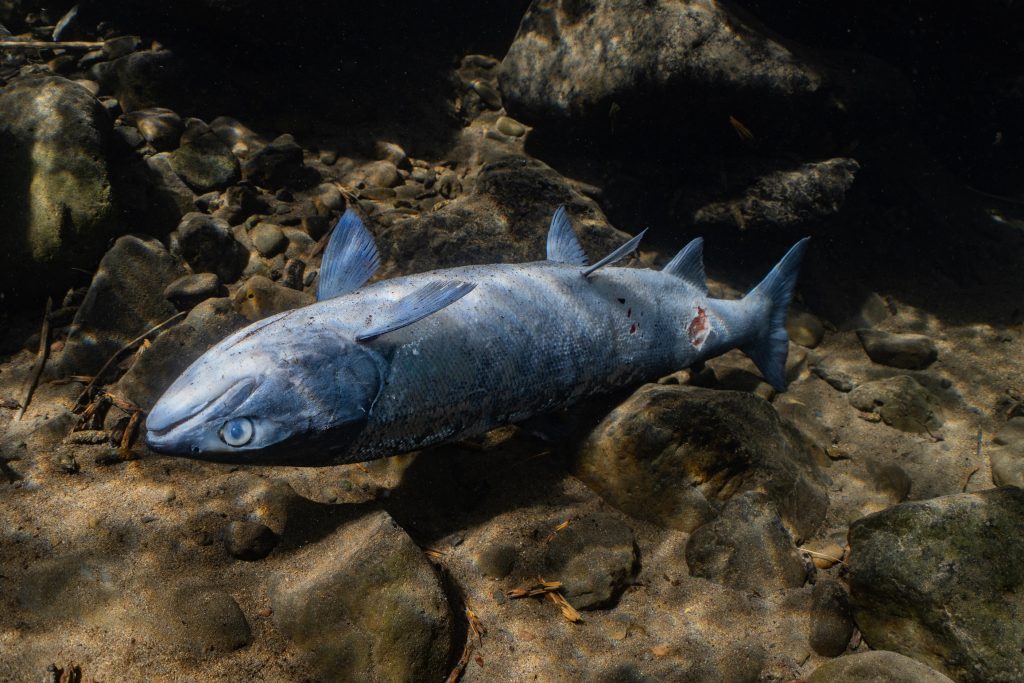 Photo of a dead salmon in water