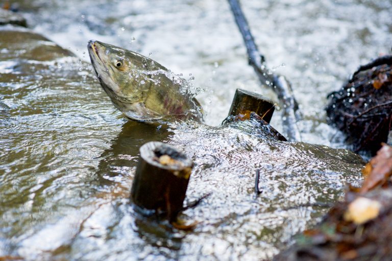 Adult spawning salmon swimming jumping upstream against current
