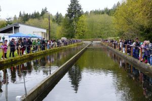 Families gathered at Otto Jarstad Park in Gorst on Saturday to fish for rainbow trout in the fishing party event put on by the Kitsap Poggie Club