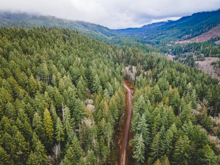 Leaders from Port Angeles, Washington, asked the state to stop logging in a forest near the Elwha River known as Aldwell