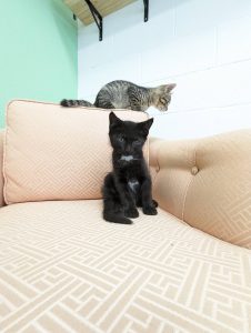 Photo courtesy of Ziggy's Cat Lounge Kittens playing on a chair