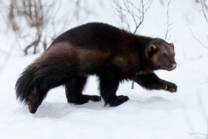 Wolverine in the snow