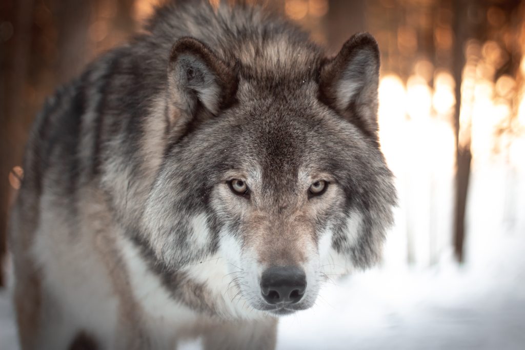A large gray wolf staring into the camera