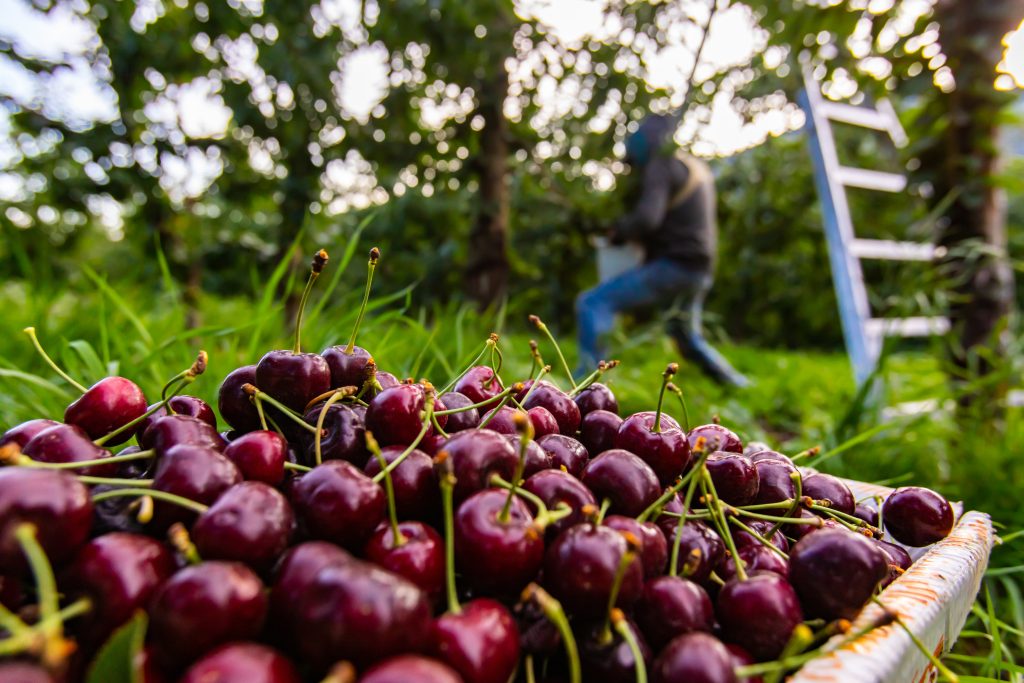 A bucket of raw lapins cherries. Freshly picked black sweet cherries and seasonal farm-workers in the orchard. Selective focus