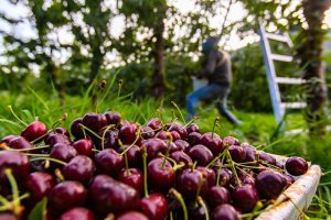 A bucket of raw lapins cherries. Freshly picked black sweet cherries and seasonal farm-workers in the orchard. Selective focus